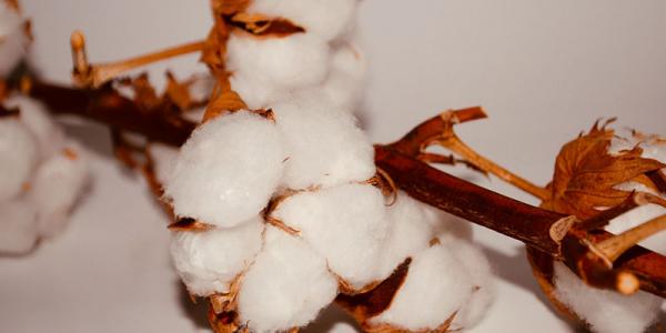 What is Pima Cotton? Breathable, Silky Soft and Long Lasting