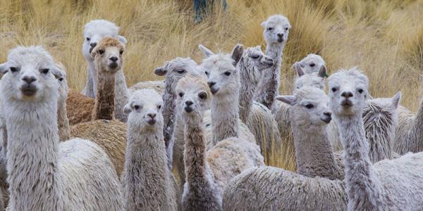 Everything You Need to Know About Alpacas