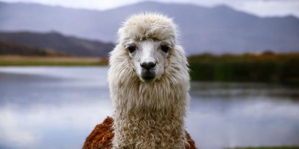 Is Alpaca Wool Sustainable?